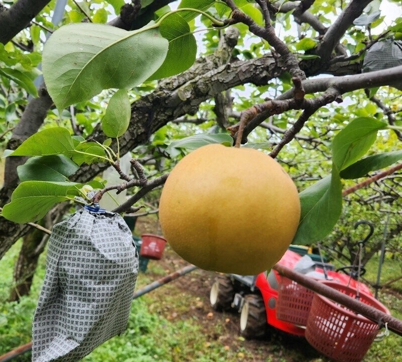 양양몰,맞이터농원 양양 신고배 7.5kg