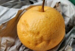 맞이터농원 양양낙산배 화산배 못난이배