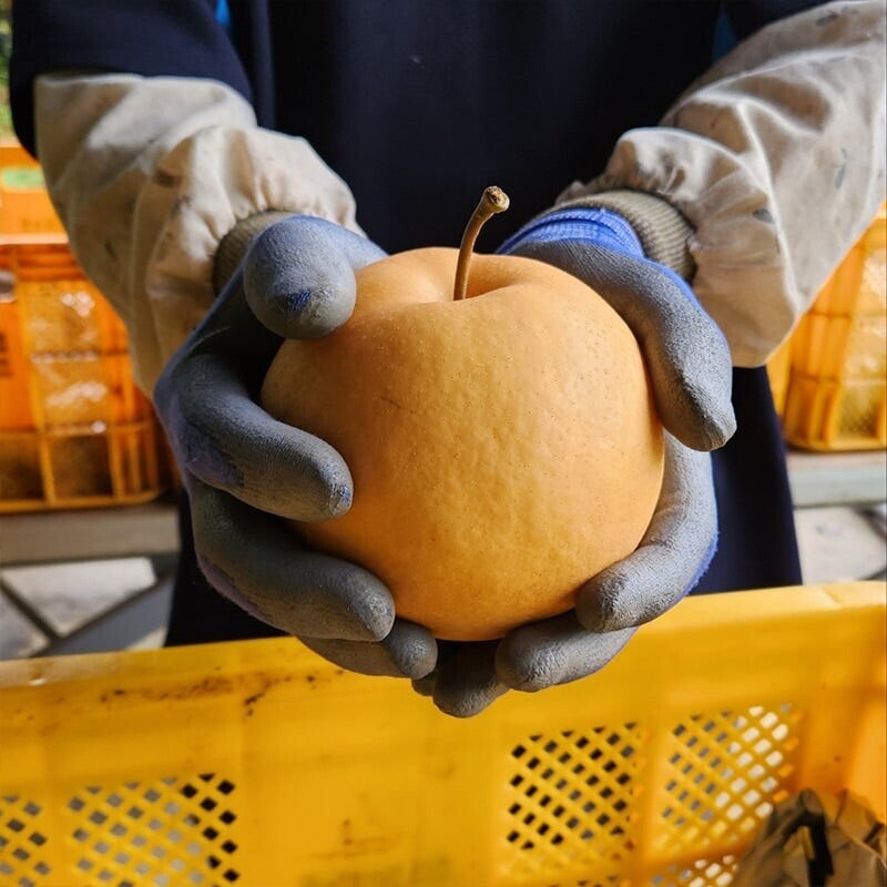 양양몰,맞이터농원 양양낙산배감천배 (11과)