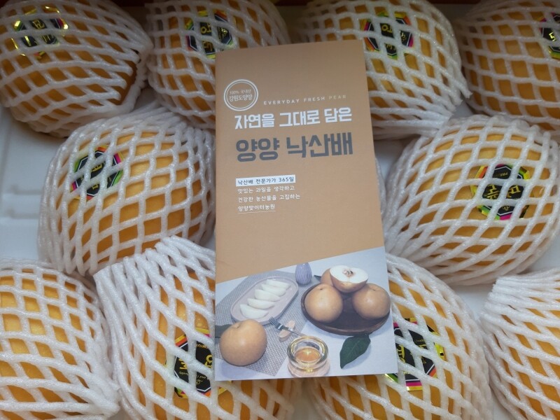 양양몰,맞이터농원 양양낙산배 신고배 (15과)