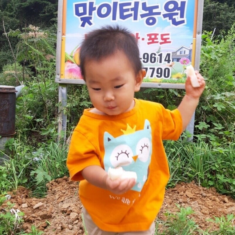 양양몰,맞이터농원 양양낙산배 신고배 (15과)