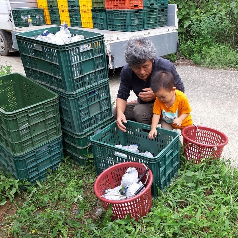 양양몰,맞이터농원 양양낙산배 신고배 (13과)