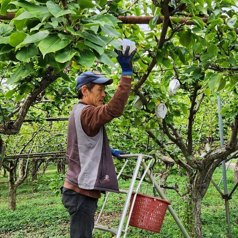 맞이터농원,양양의 밤하늘이 키워낸 달콤한 낙산배