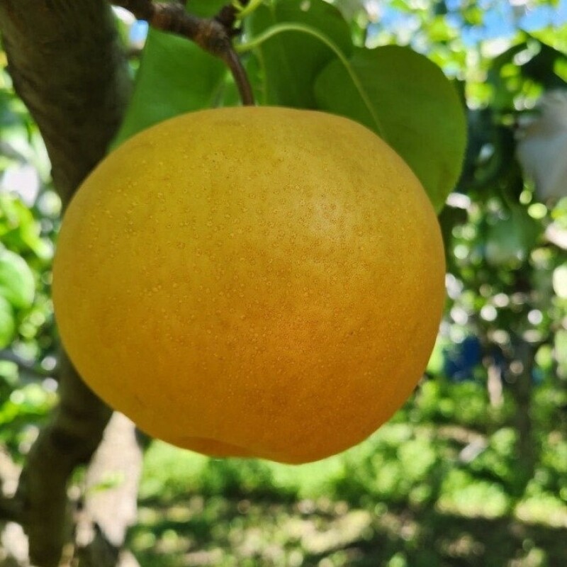 양양몰,맞이터농원 생배착즙 배그대로 100ml